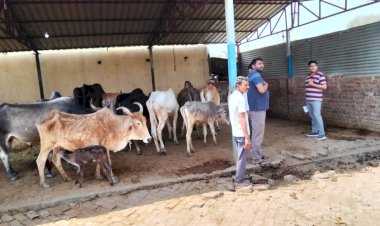मुख्यमंत्री के निर्देश पर जनपद में गौशालाओं का निरीक्षण, गर्मी से बचाव के लिए पेयजल समेत सभी व्यवस्थाओं के पुख्ता इंतजाम के निर्देश*