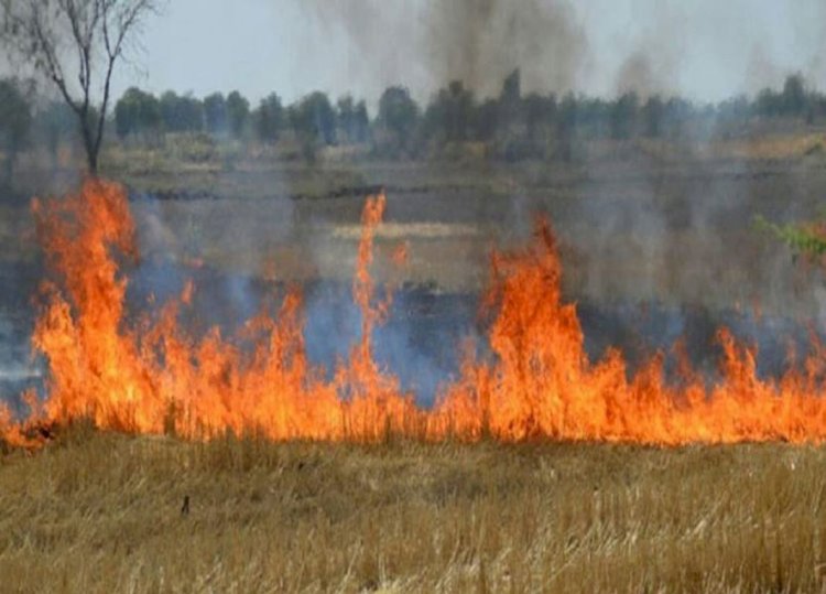 नरवाई जलाने वाले किसानों को नहीं मिलेगा सरकारी लाभ, 1 मई से लागू होंगे सख्त नियम