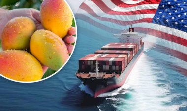 अमेरिका ने भारतीय आमों की 15 खेप लौटाईं:कागजी गलतियों को बताया वजह; एक्सपोर्टर्स को ₹4 करोड़ से ज्यादा का नुकसान