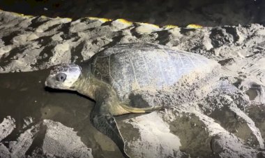 जब कछुए नाचते हैं, तो धरती मुस्कुराती है,  वर्ल्ड टर्टल्स डे इस साल मना रहा है अपनी 25वीं वर्षगांठ