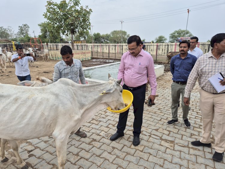 जिलाधिकारी ने किया कान्हा गौशाला का निरीक्षण, गौवंशों को गुड़-चना खिलाकर दिया गौसेवा का संदेश