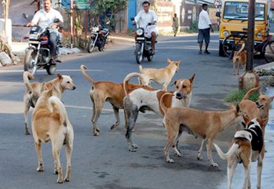 कुत्तों की आवारगी पर सबसे बडी अदालत का रुख