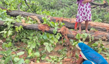 खनन में बढ़ते निजीकरण के बाद भी छत्तीसगढ़ में सरकारी खदानों का दबदबा,   खदानों और पेड़ कटाई में बढ़ रहा सरकारी कंपनियों का हिस्सा