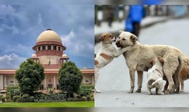 सुप्रीम कोर्ट में डॉग लवर्स की बड़ी जीत, टीका लगाकर वापस उसी इलाके में छोड़े जाएंगे आवारा कुत्ते