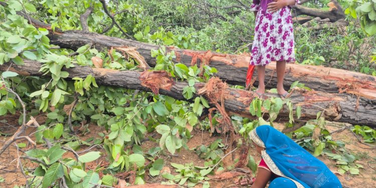 खनन में बढ़ते निजीकरण के बाद भी छत्तीसगढ़ में सरकारी खदानों का दबदबा,   खदानों और पेड़ कटाई में बढ़ रहा सरकारी कंपनियों का हिस्सा