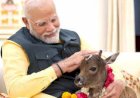 एनिमल लवर्स पर PM मोदी का तंज :  'वो लोग गाय को जानवर नहीं मानते,SC ने डॉग लवर्स के पक्ष में फैसला सुनाया था