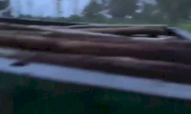 राजस्व अभिलेखों में दर्ज महिला के खेत से केरल कैडर के आईपीएस की हनक से कटवाए पेड़,पुलिस मौन,     रामपुरा पुलिस की मनमानी – महिला के खेत में जबरन कटवाए कीमती यूकेलिप्टस