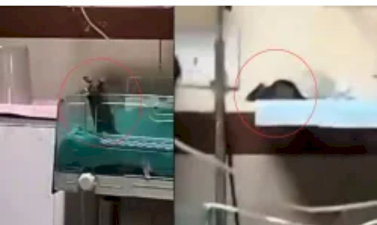 सीएम मोहन ने दिखाई सख्ती, चूहों के कुतरने से दो नवजातों की मौत पर उच्च स्तरीय जांच के दिए निर्देश