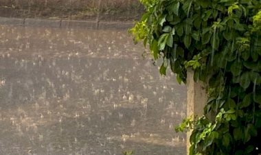 बेमौसम बारिश ने किसानों के अरमानों पर फेरा पानी, हरी मटर,धान,चना, मसूर व मूंगफली में भारी नुकसान