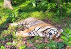 बाघ की हत्या:वन विभाग ने दो आरोपियों को किया गिरफ्तार, खेत में अंगो को दबाया था