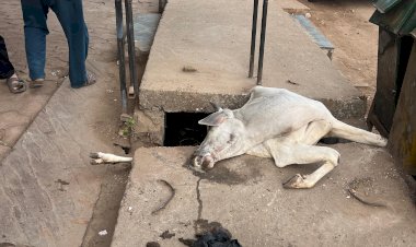 रायसेन नगर पालिका की बड़ी लापरवाही उजागर शहर में जगह-जगह खुली नालियां, जानवरों और बच्चों की जान खतरे में