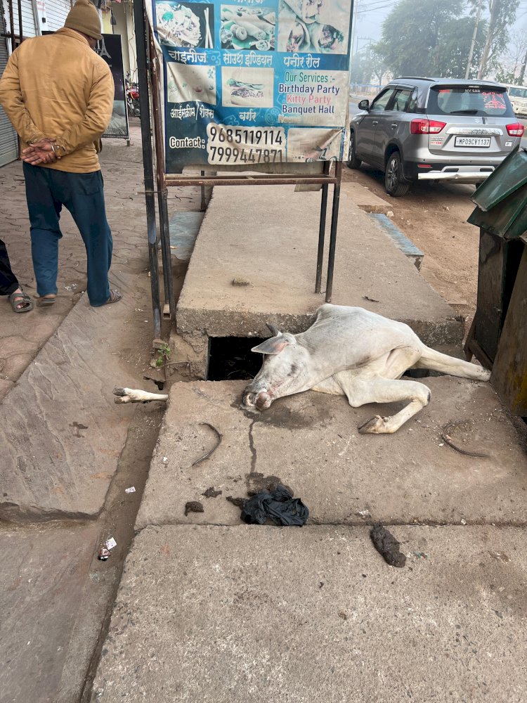 रायसेन नगर पालिका की बड़ी लापरवाही उजागर शहर में जगह-जगह खुली नालियां, जानवरों और बच्चों की जान खतरे में