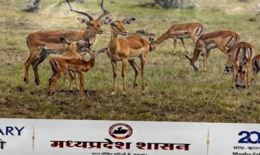 सरकारी कैलेंडर पर सियासत तेज :पूर्व मुख्यमंत्री दिग्विजय सिंह बोले- जो हिरण देश में ही नहीं, उसका फोटो क्यों लगाया