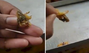 आरजीपीवी कैंटीन के खाने में छिपकली, छात्रों के सामने कर्मचारी ने खाया, बोला- शिमला मिर्च है,प्रबंधन ने बनाई जांच कमेटी