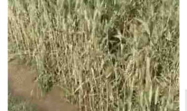 फसल क्षति पर सरकार का बड़ा राहत पैकेज, हजारों किसानों को मिला मुआवजा-बाढ़ व अतिवृष्टि से प्रभावित 8,387 किसानों को 04 करोड़ से अधिक की सहायता राशि वितरित