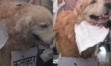 उमंग सिंगार ने कुत्ते को सौंपा ज्ञापन, बोले—CM तक पहुंचाओ किसानों की आवाज,कलेक्टर की गैरहाजिरी पर अनोखा प्रदर्शन