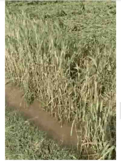 फसल क्षति पर सरकार का बड़ा राहत पैकेज, हजारों किसानों को मिला मुआवजा-बाढ़ व अतिवृष्टि से प्रभावित 8,387 किसानों को 04 करोड़ से अधिक की सहायता राशि वितरित