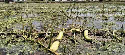 किसानों पर ओलावृष्टि का कहर,लगभग एक हजार हेक्टेयर की फसलों को किया नेस्तनाबूत -डीएम ने खुद संभाली कमान, शाम से ही शुरू हुआ सर्वे—हर नुकसान का हो रहा पारदर्शी आकलन