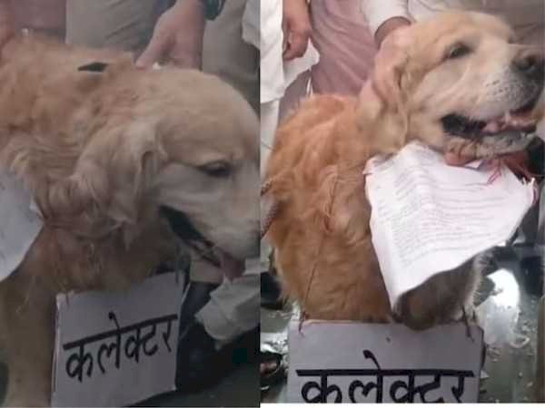 उमंग सिंगार ने कुत्ते को सौंपा ज्ञापन, बोले—CM तक पहुंचाओ किसानों की आवाज,कलेक्टर की गैरहाजिरी पर अनोखा प्रदर्शन
