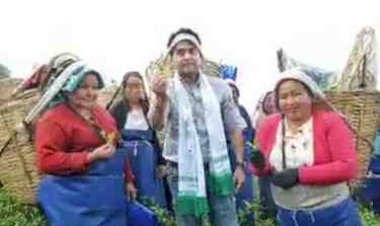सिंधिया का अलग अंदाज : चाय बागान में तोड़ी पत्तियां, नेपाली में किया आत्मीय संवाद