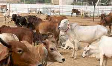 गौशालाओं पर आर्थिक संकट की मार: छिंदवाड़ा–पांढुर्णा में महीनों से अटका अनुदान, बंद होने की कगार पर पहुंचीं व्यवस्थाएं