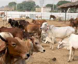 गौशालाओं पर आर्थिक संकट की मार: छिंदवाड़ा–पांढुर्णा में महीनों से अटका अनुदान, बंद होने की कगार पर पहुंचीं व्यवस्थाएं