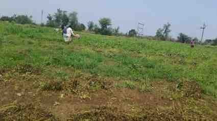 लगातार बारिश ने बढ़ाई किसानों की चिंता, मूंग की फसल पर मंडराया संकट